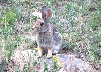 A widdel bunny...  Hiking Fern Lake and Cub Lake trails in RMNP
