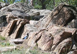 A magpie near our campsite in RMNP