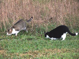 Ringo and Crawl