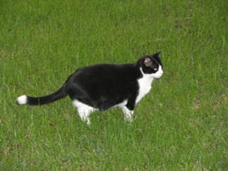Ringo on the prowl