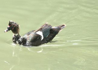 DUCK!!!