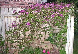 Bougenvilla next to our driveway - Summer 2003