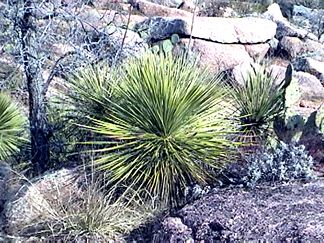 Some kind of pointy plant in the rocks