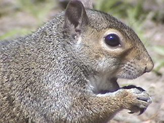 A little fat squirrel