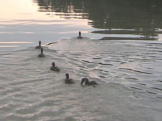 Ducks in the reflecting pond