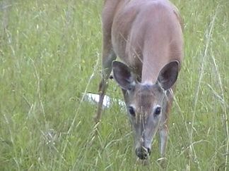 Deer on Hy590 near the Cuckoo's Nest restaurant