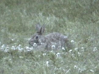 A widdle wascally wabbit at the woebling inn