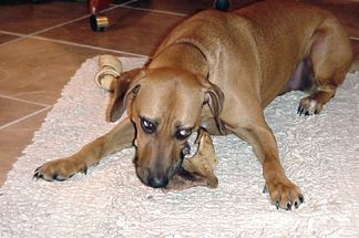 Jali with her bone from Mom's Roast