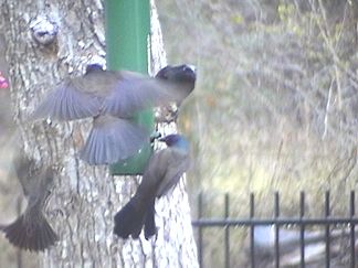 Starlings on the bird feeder in the back yard