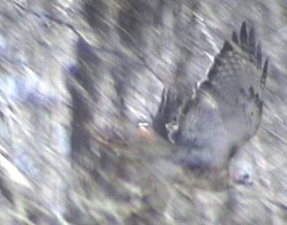 This is our Hawk who claims our yard as part of his domain