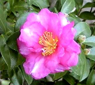 Camilia
