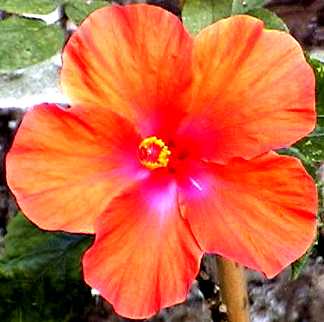 Hibiscus