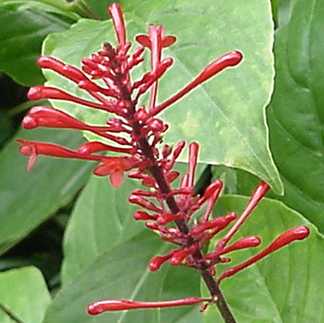 Humminigbird Plant