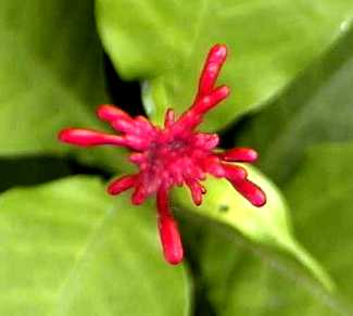Hummingbird plant