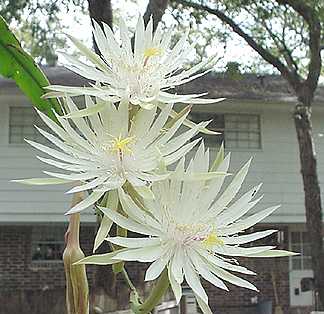 Night blooming Cyrus
