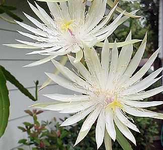 Night blooming Cyrus