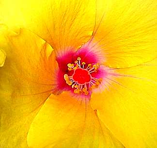 Hibiscus