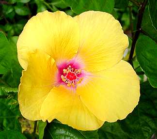 Hibiscus