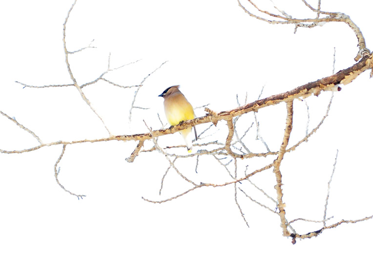 Cedar Waxwing